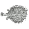 Sealife   blowfish
