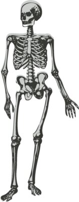 Science   medical skeleton