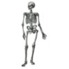 Science   medical skeleton