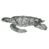 Sealife   sea turtle