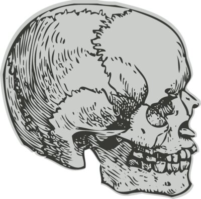Medical Skull 8