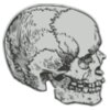 Medical Skull 8
