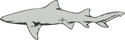 Sealife   shark