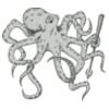 Octopi 7