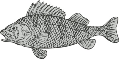 Sealife   fish 5