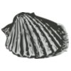 Sealife   sea shell 3