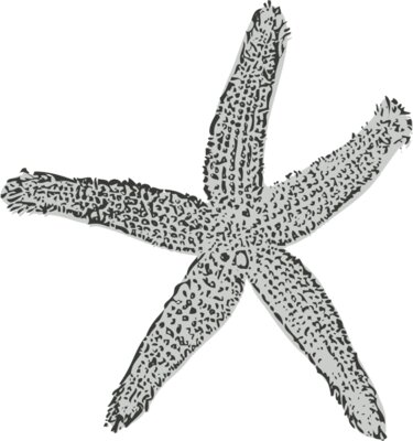 Sealife   starfish