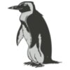 Bird   penguin 2